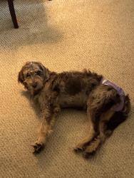 Lost Female Dog last seen Hudson and Fairground, Louisville, KY 40291