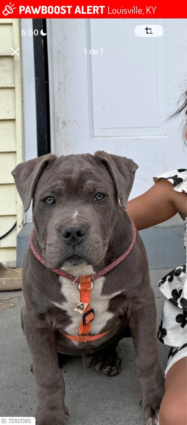Lost Male Dog last seen 7th street , Louisville, KY 40216