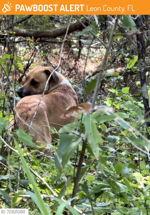 Found/Stray Unknown Dog last seen Old Centerville Road across from Bradley’s Pond, Leon County, FL 32309