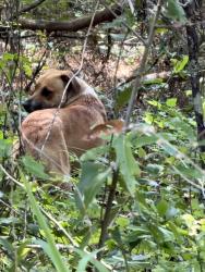 Found/Stray Unknown Dog last seen Old Centerville Road across from Bradley’s Pond, Leon County, FL 32309