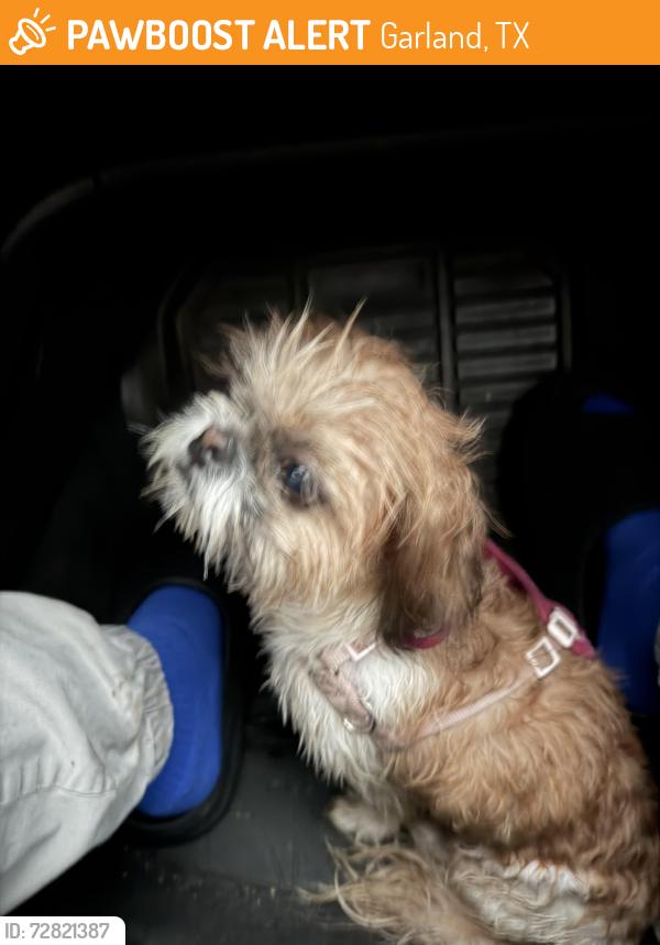 Found/Stray Female Dog last seen Bobtown , Garland, TX 75043