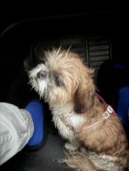 Found/Stray Female Dog last seen Bobtown , Garland, TX 75043