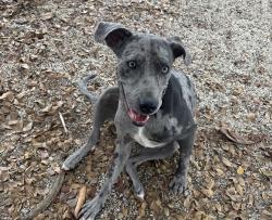 Lost Female Dog last seen Near chrome av , Miami-Dade County, FL 33185