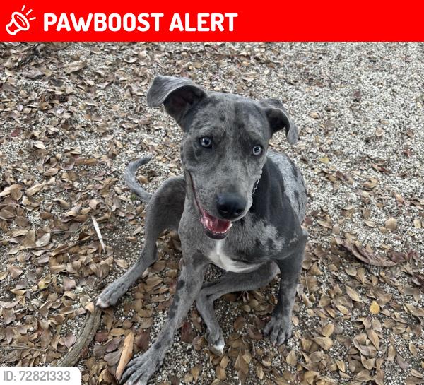 Lost Female Dog last seen Near chrome av , Miami-Dade County, FL 33185
