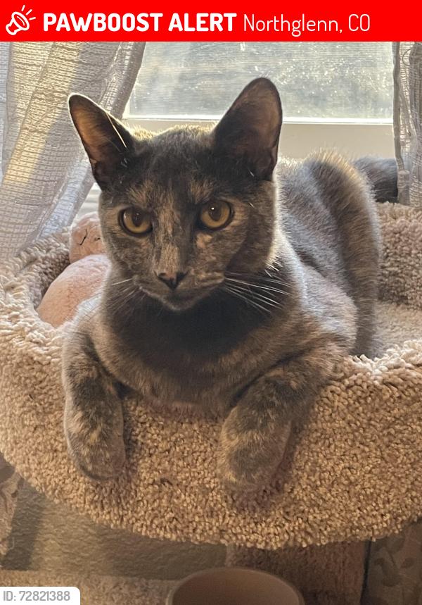 Lost Female Cat last seen She’s going back and front from Brewer Dr and Claire LN, Northglenn, CO 80234