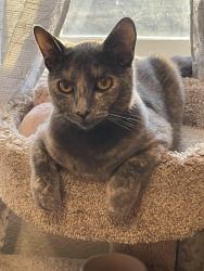 Lost Female Cat last seen She’s going back and front from Brewer Dr and Claire LN, Northglenn, CO 80234