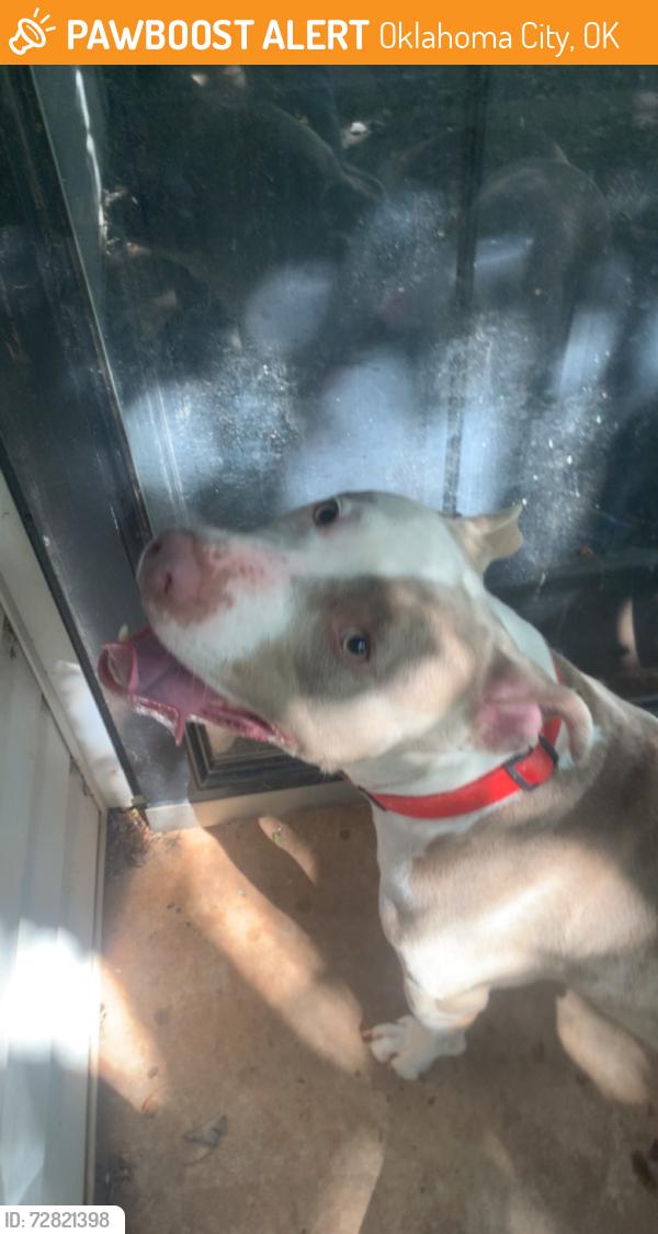 Found/Stray Unknown Dog last seen 122nd May, Oklahoma City, OK 73120