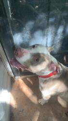 Found/Stray Unknown Dog last seen 122nd May, Oklahoma City, OK 73120
