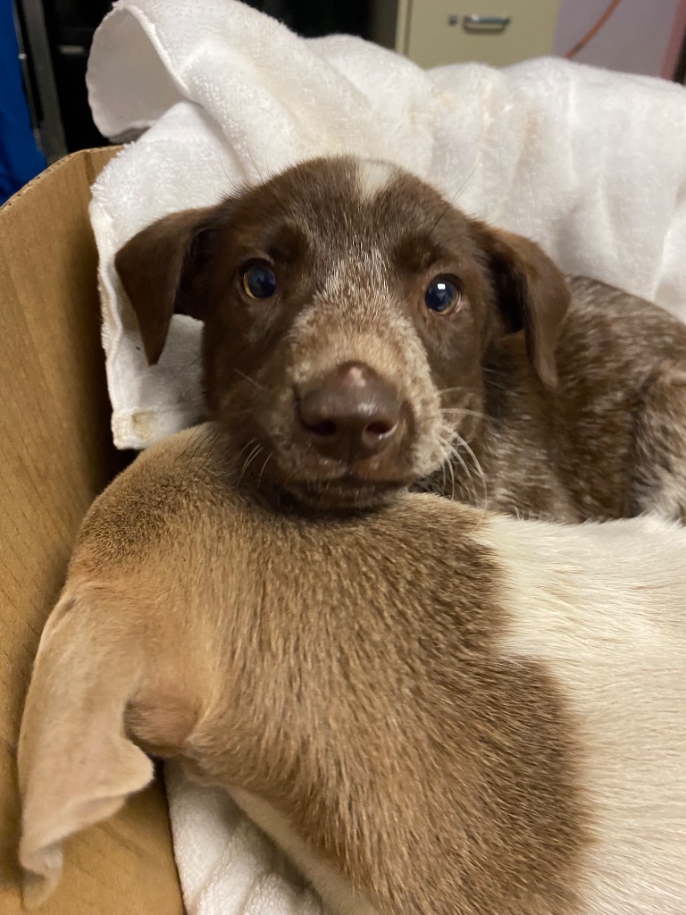 Shelter Stray Male Dog last seen Bexar County, New Braunfels, TX 78130