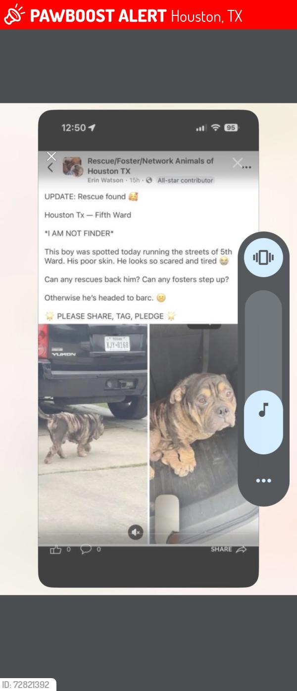 Lost Male Dog last seen Fifth ward , Houston, TX 77020