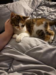 Found/Stray Female Cat last seen Acworth main street, Acworth, GA 30101