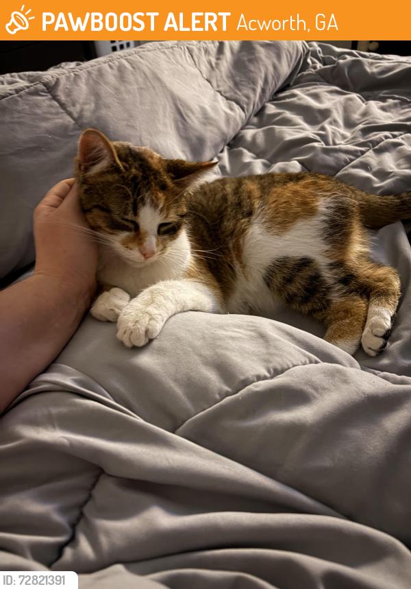 Found/Stray Female Cat last seen Acworth main street, Acworth, GA 30101