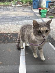 Found/Stray Female Cat last seen Hwy 58, Harrison, TN 37341