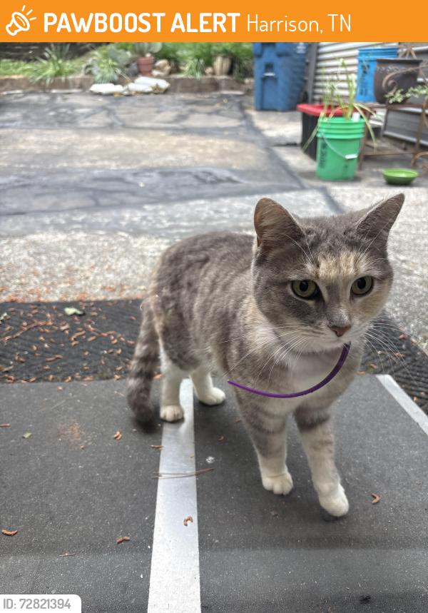 Found/Stray Female Cat last seen Hwy 58, Harrison, TN 37341
