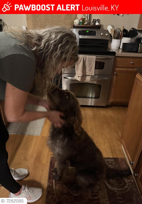 Lost Female Dog last seen Hudson and Fairground, Louisville, KY 40291