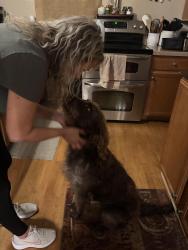 Lost Female Dog last seen Hudson and Fairground, Louisville, KY 40291