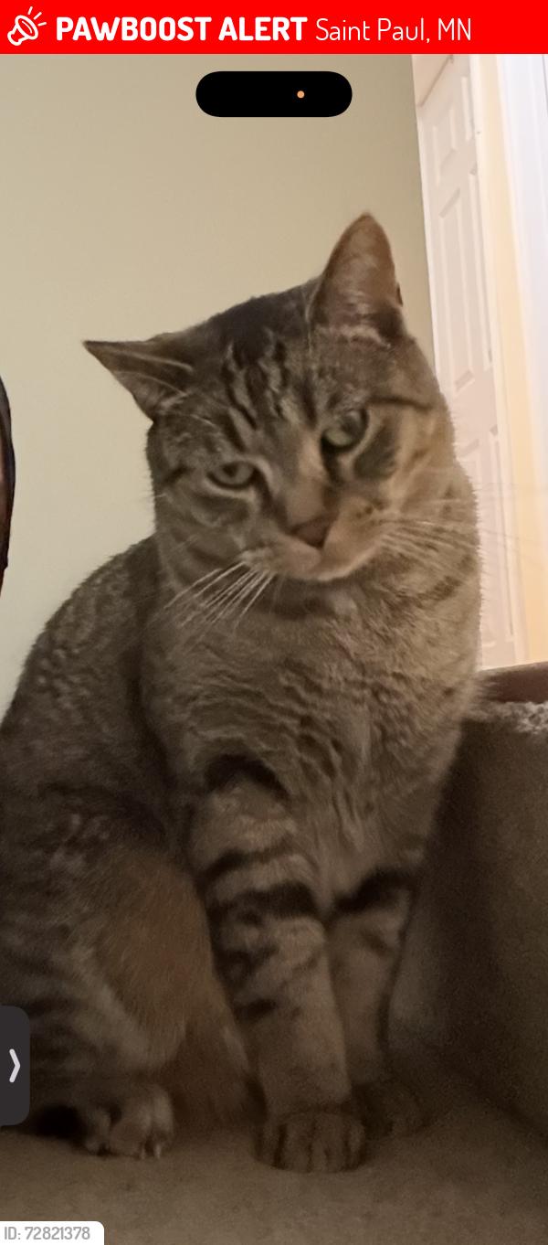 Lost Male Cat last seen Close to the nickel bar, Saint Paul, MN 55103