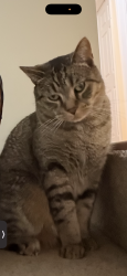 Lost Male Cat last seen Close to the nickel bar, Saint Paul, MN 55103