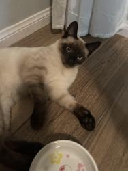 Lost Male Cat last seen Near Valley Forge Ct Fontana, Fontana, CA 92336