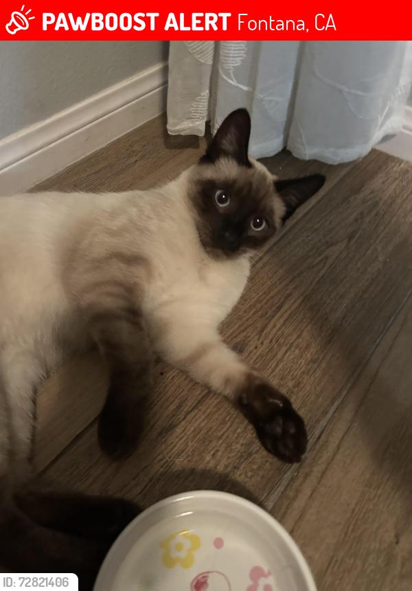 Lost Male Cat last seen Near Valley Forge Ct Fontana, Fontana, CA 92336