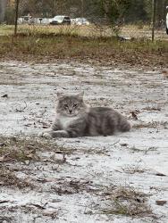 Lost Male Cat last seen Plankton ave , Middleburg, FL 32068