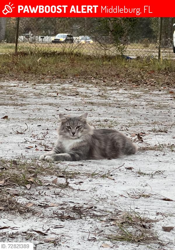 Lost Male Cat last seen Plankton ave , Middleburg, FL 32068