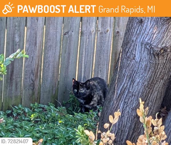 Found/Stray Unknown Cat last seen Michigan St NE/Lakeside Drive NE, Grand Rapids, MI 49503