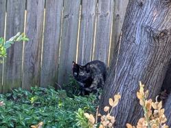 Found/Stray Unknown Cat last seen Michigan St NE/Lakeside Drive NE, Grand Rapids, MI 49503