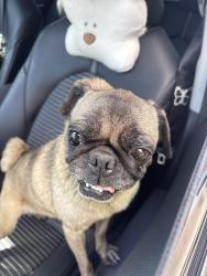 Found/Stray Female Dog last seen Euclid & Westminster , Santa Ana, CA 92703