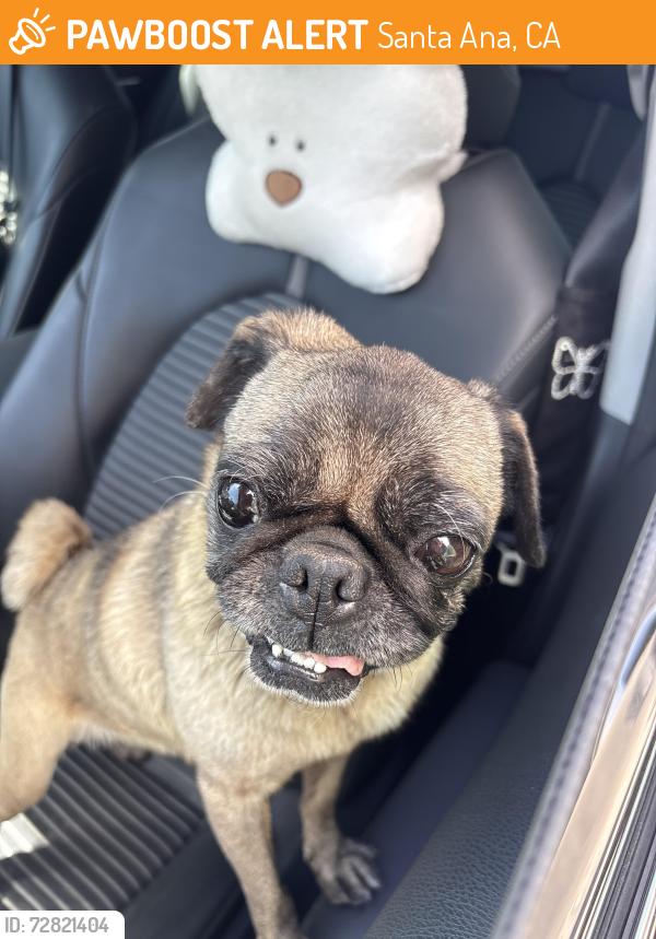 Found/Stray Female Dog last seen Euclid & Westminster , Santa Ana, CA 92703