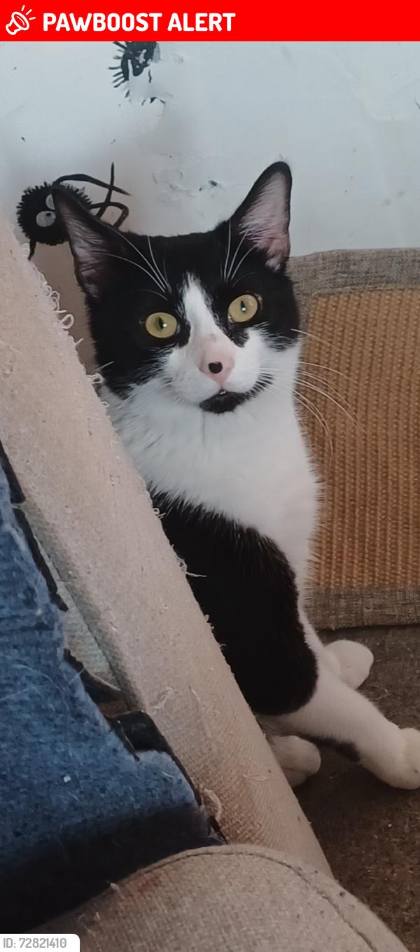Lost Male Cat last seen Mina road, Saint Werburgh's, England BS2