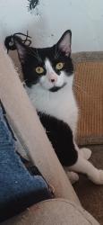 Lost Male Cat last seen Mina road, Saint Werburgh's, England BS2