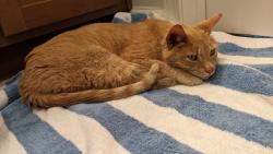 Found/Stray Male Cat last seen Siemens Facility, Wendell, NC 27591