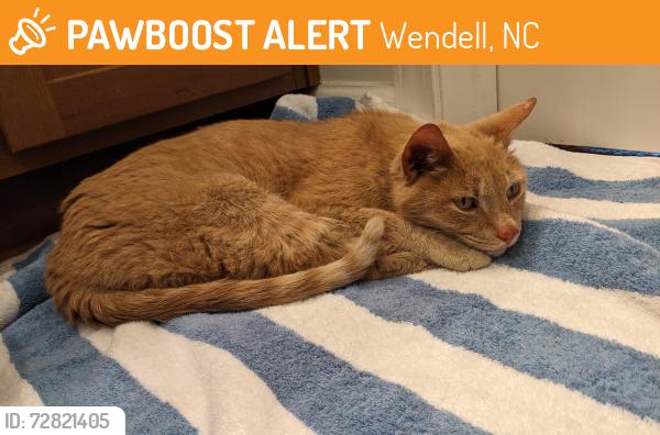 Found/Stray Male Cat last seen Siemens Facility, Wendell, NC 27591
