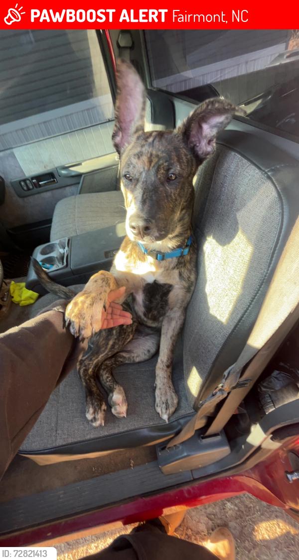 Lost Male Dog last seen Near pinehurst ave Fairmont , Fairmont, NC 28340