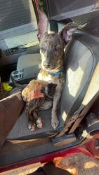 Lost Male Dog last seen Near pinehurst ave Fairmont , Fairmont, NC 28340