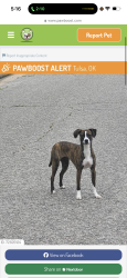 Lost Female Dog last seen Near east 5th st, Tulsa, OK 74112