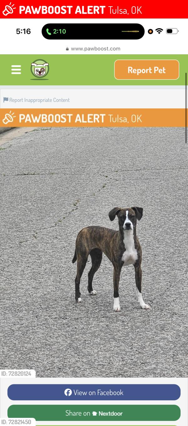 Lost Female Dog last seen Near east 5th st, Tulsa, OK 74112