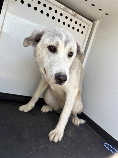Shelter Stray Female Dog last seen Near BLK HIGHLAND KNOLLS DR, BAKERSFIELD, CA, Bakersfield, CA 93307