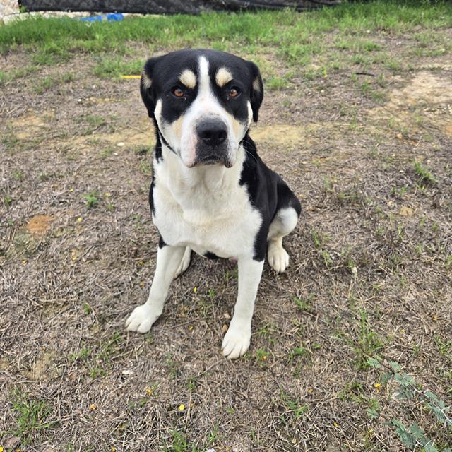 Shelter Stray Male Dog last seen WW WHITE AND MILLING OFF 410 SOUTH, San Antonio, TX 78227