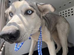 Shelter Stray Female Dog last seen Near BLK HIGHLAND KNOLLS DR, BAKERSFIELD, CA, Bakersfield, CA 93307