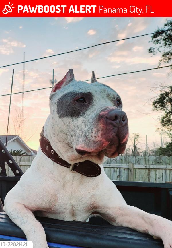 Lost Male Dog last seen Sherman ave , Panama City, FL 32405