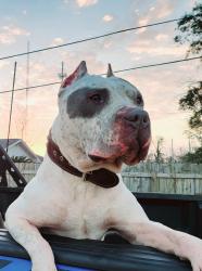 Lost Male Dog last seen Sherman ave , Panama City, FL 32405