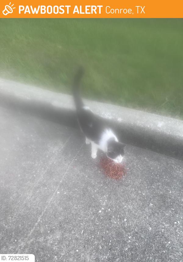 Found/Stray Female Cat last seen Appraisal district, Conroe, TX 77301