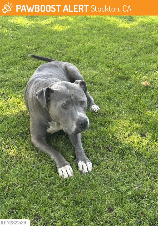 Found/Stray Male Dog last seen Alexandria and Hammer , Stockton, CA 95207