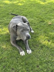 Found/Stray Male Dog last seen Alexandria and Hammer , Stockton, CA 95207