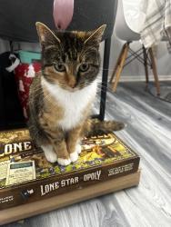 Lost Female Cat last seen Bachman ct and Amelia ct , Plano, TX 75075