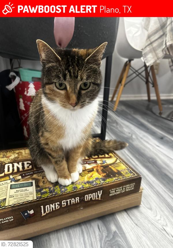 Lost Female Cat last seen Bachman ct and Amelia ct , Plano, TX 75075