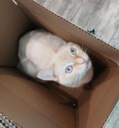 Lost Male Cat last seen Newman point , Panama City, FL 32409