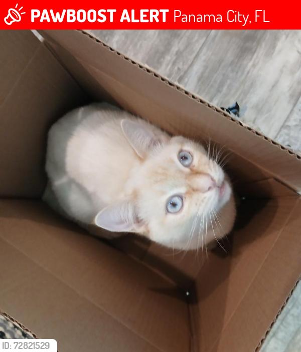 Lost Male Cat last seen Newman point , Panama City, FL 32409